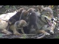 Frisky Rare Red Wolf Puppy Pile
