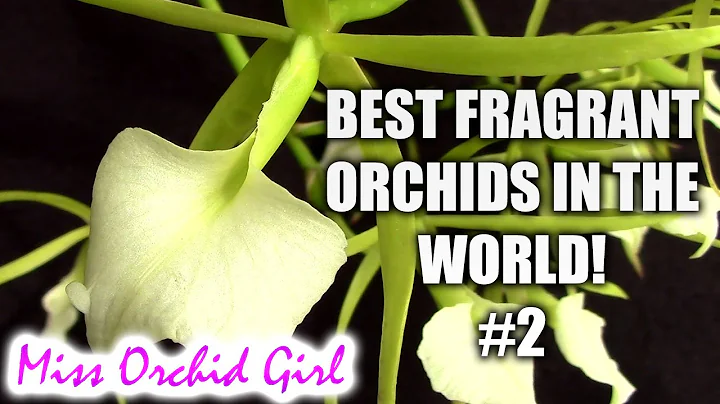 Best fragrant Orchids in the world! #2 - DayDayNews