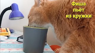 😺🐾 Фиша пьёт из кружки / Cat drinks from a mug