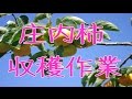 庄内柿収穫作業！種なし柿の刀根早生柿、平核無柿は山形産。渋を抜いてから出荷です。Shonaikaki Japanese Persimmon