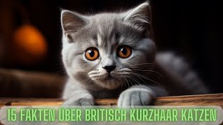 15 Interessante Fakten über Britisch Kurzhaar Katzen Passt eine Britisch Kurzhaar Katze zu mir?