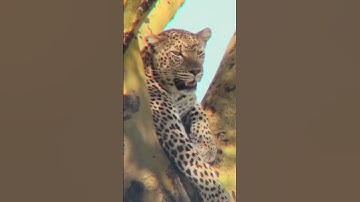 Why This Leopard is The Chillest Cat Ever