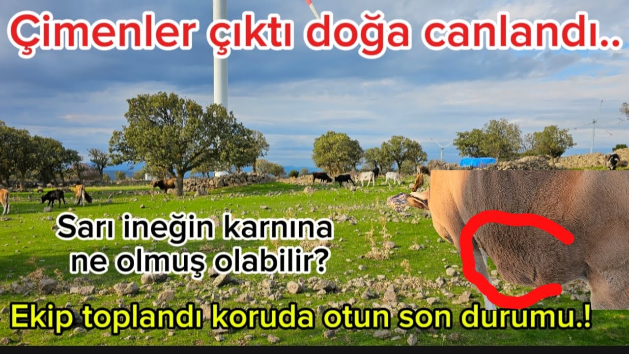 Doğa canlandı/Çimenler çıktı mera yeşile büründü/Koruda otun son durumu/Sarı inekte ne var/Büyükbaş 