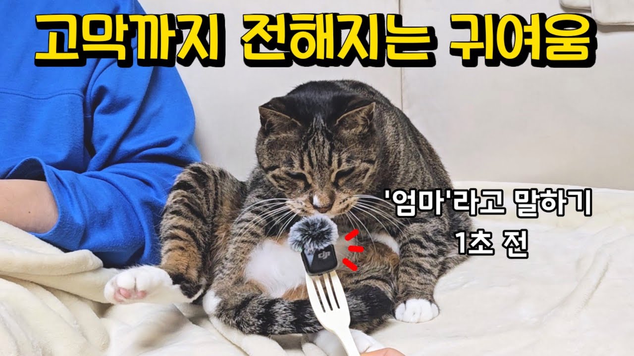 '엄마' 발음 나보다 정확함 ㅋㅋ 마이크 들고 따라다니면 들을 수 있는 고양이가 내는 별별 소리들 : 무조건 웃게되는 영상