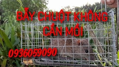 Thăm bẫy chuột đường mòn, bẫy chuột không cần mồi. 0936059090