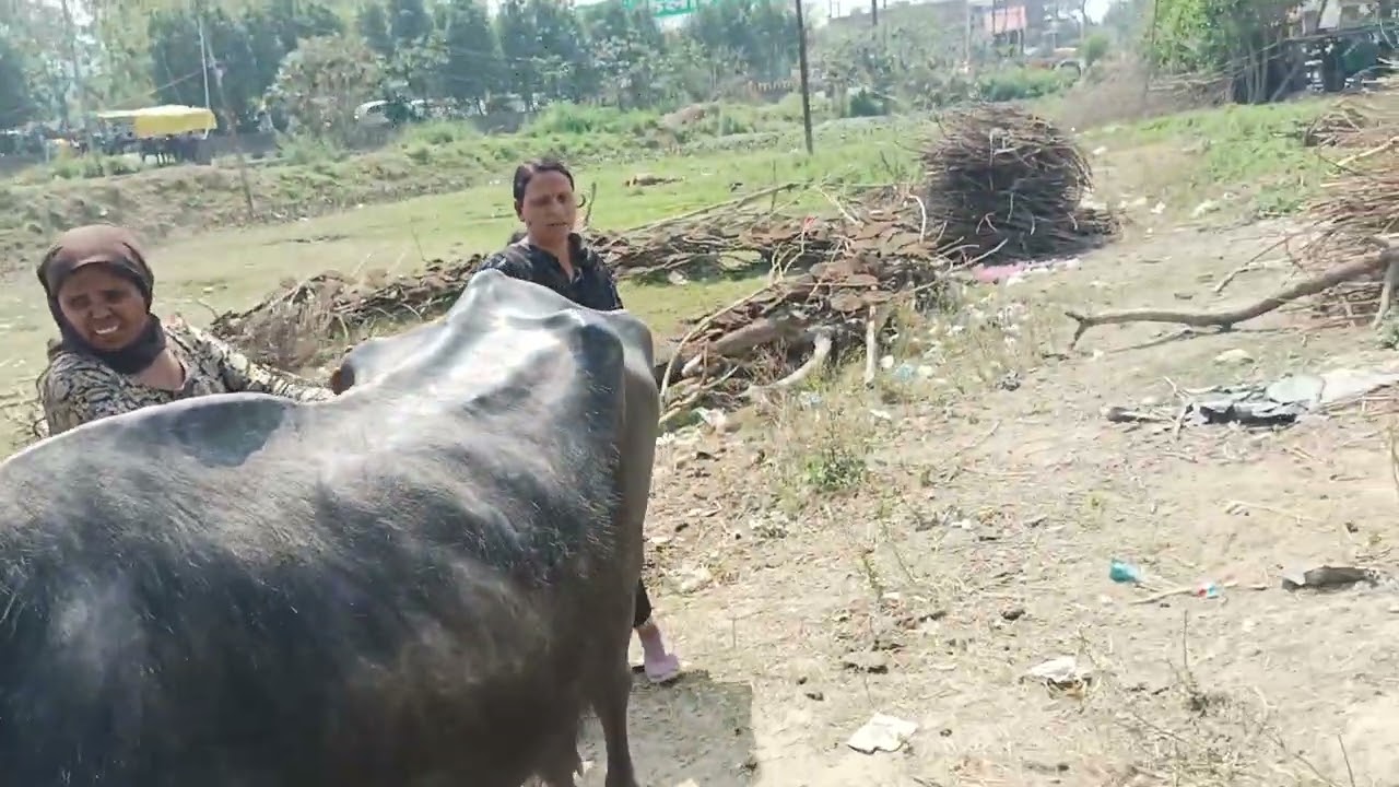 बीमार भैंस का बुखार चेक करते हुए 