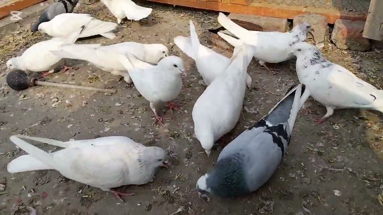 السلام علیکم لو جی دوستو ماشاءاللہ کبوتروں کو دانہ اور خیال رکھنے کا طریقہ 