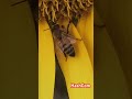 The bee thought of the flower🌺🐝