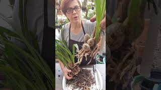 Meu Maior Erro Com Orquídeas Anos Sem Flores Por Causa Disso