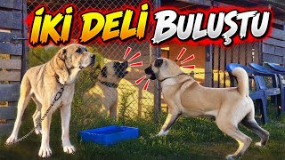 Aloş Kizginlik Dönemi̇ne Gelen Di̇şi̇ Köpeklerle Tanişiyor - Si̇ba Ve Eyşan Karşilaşmasi 