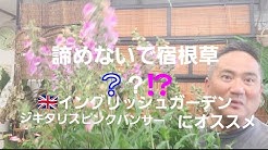 市原英次の花ばんざい Youtube