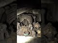 Centuries-Old Coffin Discovered with Human Bones Inside