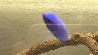 パニック状態を脱すも完全衰弱の『ナンヨウハギ』2017年9月28日