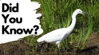 Things you should know about LITTLE EGRETS!