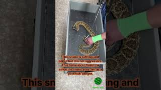 Why do rattlesnakes rattle? #kyreptilezoo #reptiles #snakes #venomous #venomoussnakes