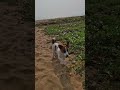 #JRT🐶🐾🐾🐎🌞