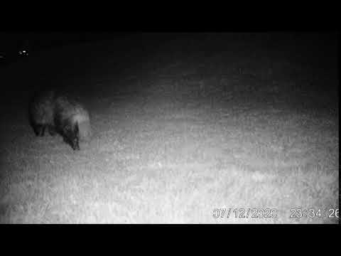 Great shot of badger walking past at night