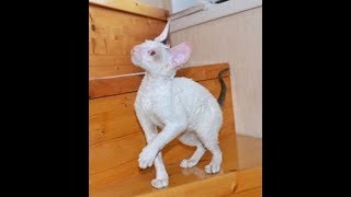 Котёнок по кличке Маркус/ порода Корниш Рекс Котёнок по кличке Маркус/ порода Корниш Рекс