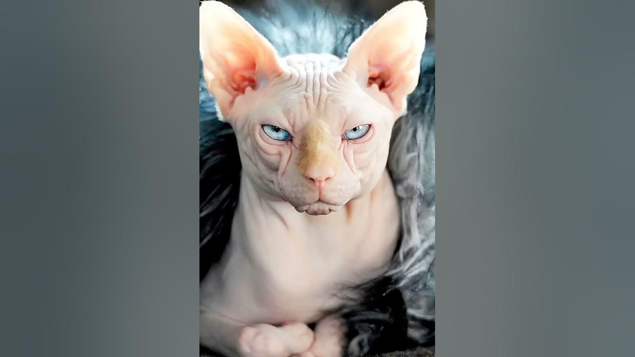 #коты #кошки страшные ужасные. - YouTube