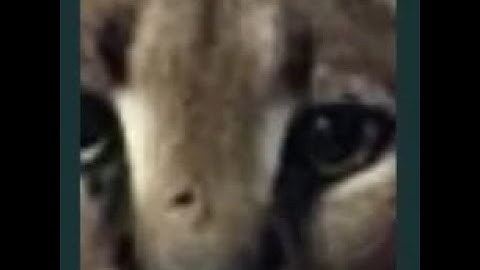 FloppaCube using OpenGL with PyOpenGL