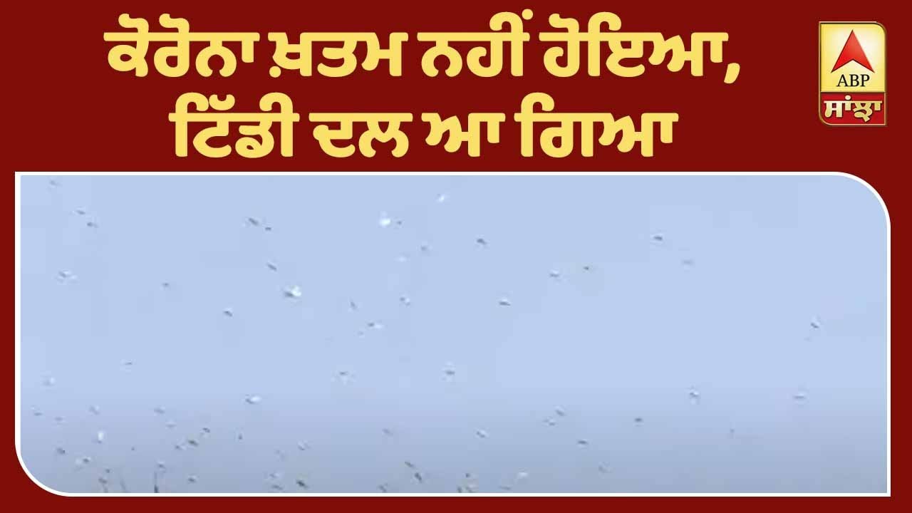 Corana ਸਕੰਟ `ਚ ਟਿੱਡੀ ਦਲ ਨੇ ਮਚਾਇਆ ਕਹਿਰ | ABP Sanjha