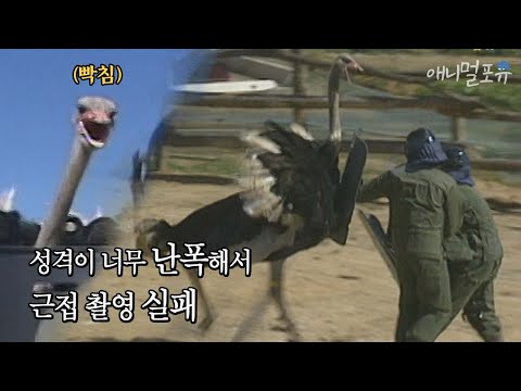 타조의 머리 뒤에는 【　         　】가 숨어 있다 l KBS 스펀지 041016 방송