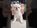 半分人間な犬うにちゃん☺️#ほのぼの #shorts