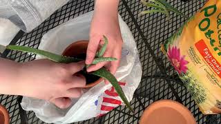 Aloe Vera Plant Care // How I Repotted My Aloe Plant!!