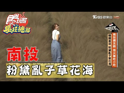 【南投】韓國直送 粉黛亂子草花海【食尚玩家瘋狂總部】20201112 (2/8)