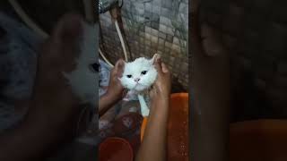 குளிக்கும் அழகான பாரசீக பூனை 🐱🐱#cat #cats #persiancat #cutecat #பூனை #catvideos #trendingvideo #love by Cat Paws 442 views 6 months ago 3 minutes, 2 seconds