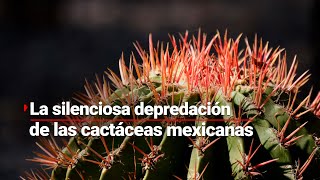 TRÁFICO DE CACTÁCEAS | Un delito que depreda el ecosistema