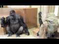 Shabani シャバーニ Gorilla family is energetic. ゴリラの家族は元気です キヨマサ、アニー、アイ、ネネ  Kiyomasa Nene Ai Annie - #214