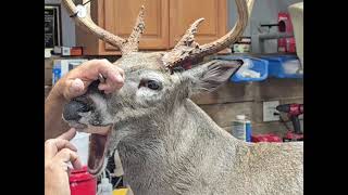 Mounting Process With The Slip Lip By Rc Taxidermy