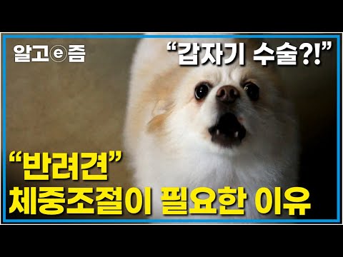 “다리를 못 쓸 수도 있어요…” 누구도 예상 못 했던 결과, 과체중으로 양쪽 뒷다리를 수술해야 하는 반려견 체중조절이 <strong>시급하다</strong>. │세상에 나쁜 개는 없다│알고e즘│