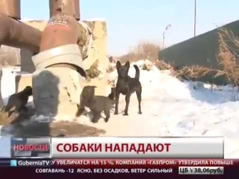 собачья стая. собаки в хабаровске нападают. собаки в хабаровске нападают. бродячие собаки. бездомные собаки.