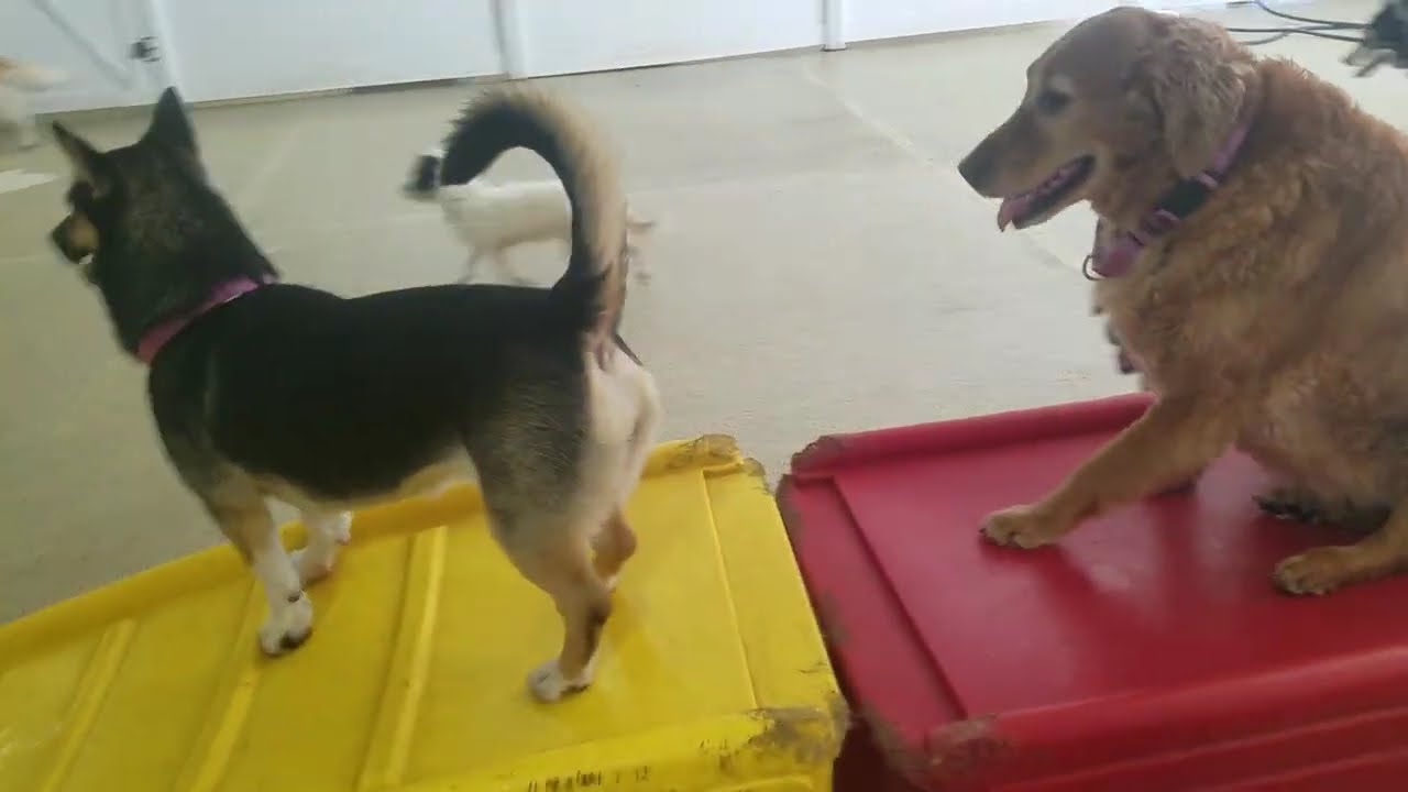 Playtime at Dogs On The Farm & Cats Too!