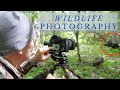 How to track and photograph a Bull Moose