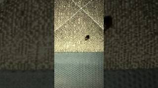 Bed bugs found by Orlando Pest Control in Winter Park home.