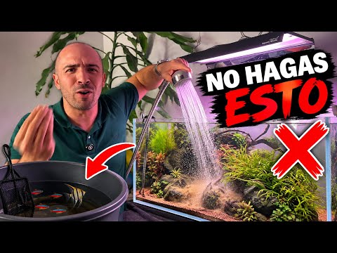 🐠 Do you HAVE to CLEAN an AQUARIUM every week? The truth nobody tells you