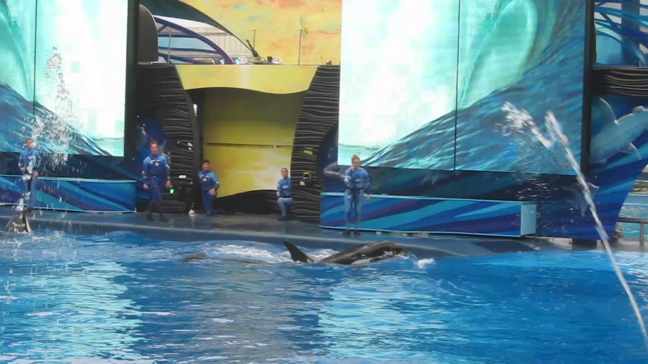 Seaworld 2016 (16) - YouTube