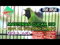 MASTERAN CUCAK IJO plus TERAPI AIR JERNIH DAN AMPUH