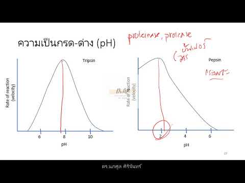 วีดีโอ: เนื้อหาของวิตามินเอนไซม์กรดอินทรีย์ไฟโตไซด์ในผัก