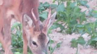 Sarna rogacz szóstak 27/06/2022 part 1 Roebuck six pointer Poland village