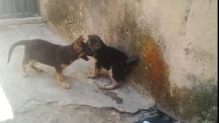 VID 20170120 WA005