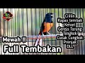 MURAI BATU GACOR FULL ISIAN TEMBAKAN CILILIN KAPAS TEMBAK CUNGKOK GEREJA KENARI PRENJAK