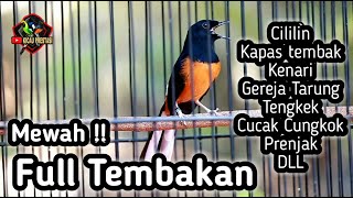 MURAI BATU GACOR FULL ISIAN TEMBAKAN CILILIN KAPAS TEMBAK CUNGKOK GEREJA KENARI PRENJAK