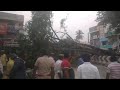 Tree felt on the school bus krishnagiri rayakottai road