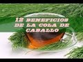 12 beneficios de la cola de caballo