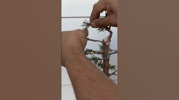 Pine bonsai Transformation in short video #bonsai #viral #viralvideo #bonsaitree  ##youtubeshorts