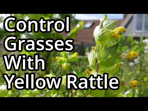 Video: Yellow Rattle Control - Cum să ucizi buruienile galbene de zdrăngănitoare